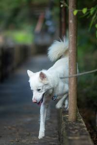 BIB: 
                            <button type="button" onclick="openModal(21805621)" class="btn btn-primary btn-sm float-right btn-popup" data-toggle="modal" data-target=".modal-high-quality">
                        <i class="fas fa-shopping-cart"></i> Add to Cart
                    </button>
                                            <button type="button" onclick="isThisMe(21805621, true)" class="btn btn-success btn-sm float-right btn-popup btn-isme hidden" data-toggle="tooltip" data-placement="bottom" title="นี่คือรูปของคุณใช่ไหม คลิกที่นี่เพื่อเอาเข้าอัลบั้ม">
                        <i class="fas fa-plus"></i> Add to album
                    </button>
                    <button type="button" onclick="isThisMe(21805621, false)" class="btn btn-warning btn-sm float-right btn-popup btn-isnotme hidden">
                        <i class="fas fa-ban"></i> Remove from album
                    </button>